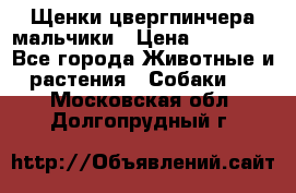 Щенки цвергпинчера мальчики › Цена ­ 25 000 - Все города Животные и растения » Собаки   . Московская обл.,Долгопрудный г.